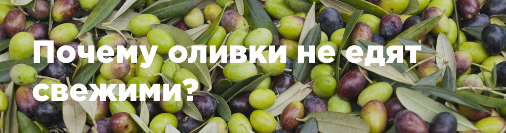 Почему оливки не едят свежими?